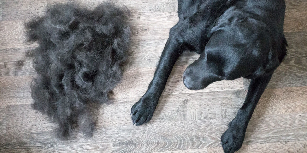 Haustiere Hundehaare Nicht Wegwerfen Einsenden Und Gutes Tun Heute at haustiere-hundehaare-nicht-wegwerfen-einsenden-und-gutes-tun-heute-at