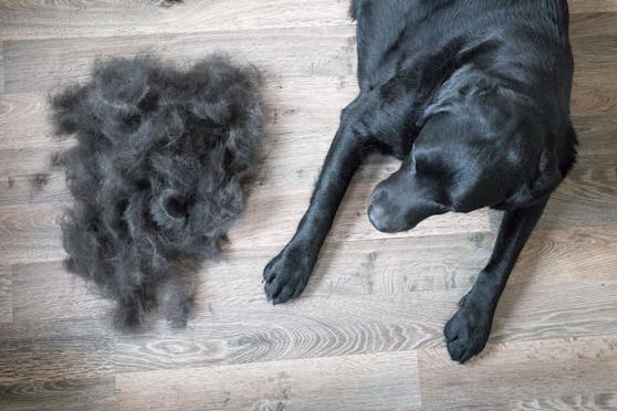 Die Unterwolle eines Hundes ist eine kaum genutzte Ressource!