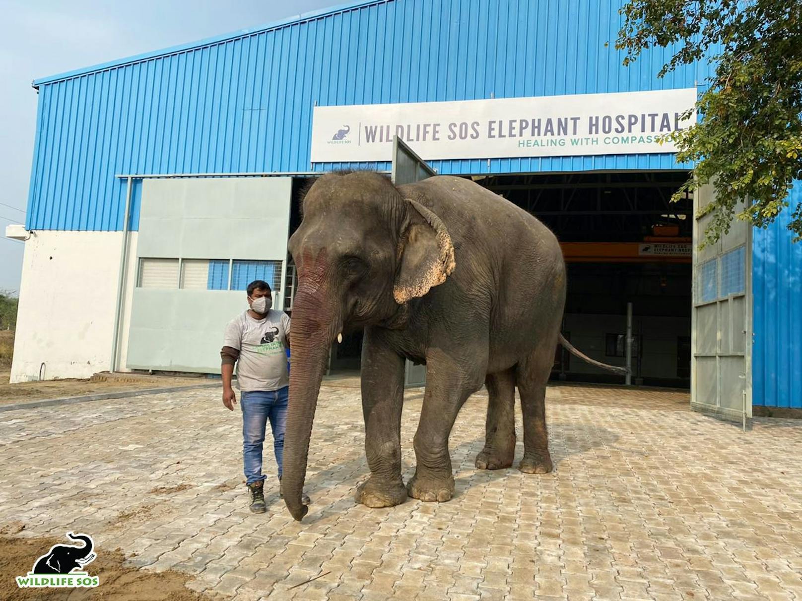 "Emma" wurde ihr halbes Leben als Prozessionselefant in Indien missbraucht