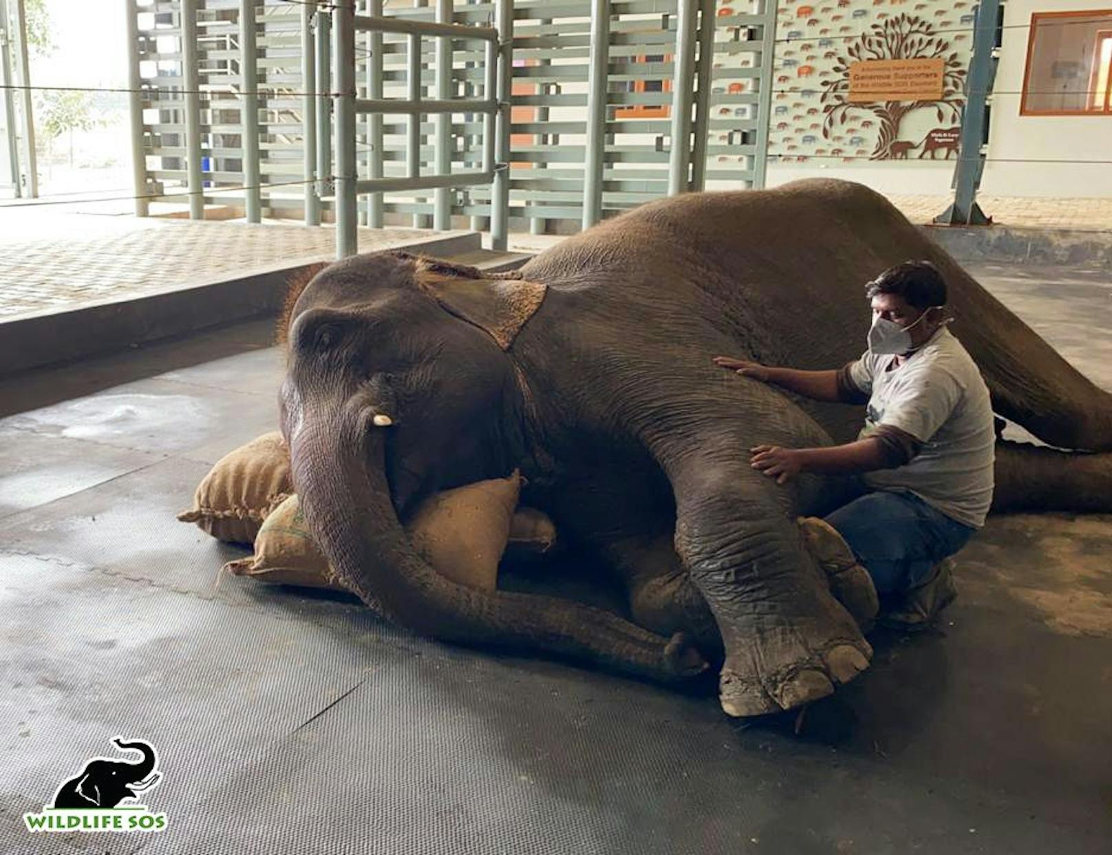 Im Elefantenkrankenhaus wird nun alles versucht um die unterernährte, kranke Elefantenkuh aufzupäppeln. 