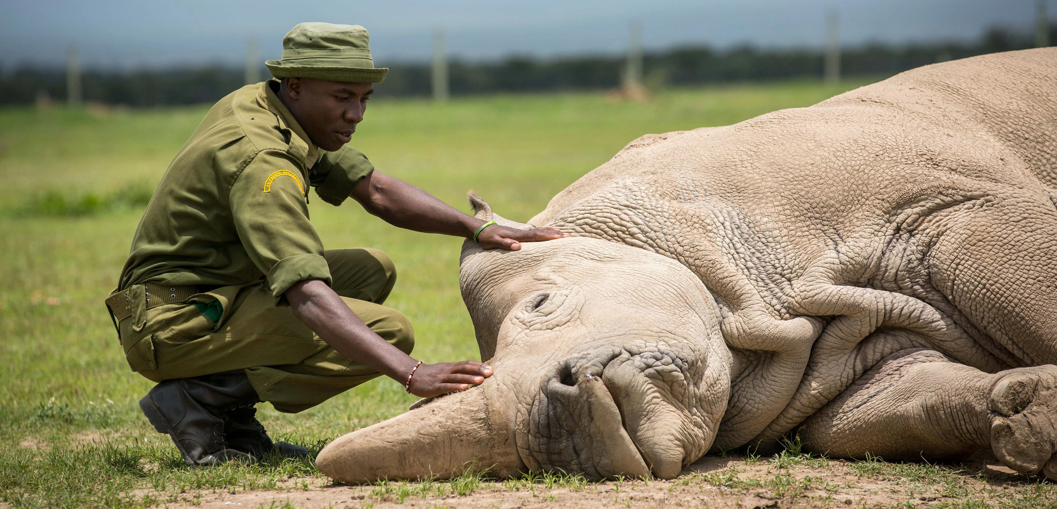 Nördliches Breitmaulnashorn