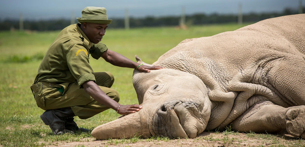 Nördliches Breitmaulnashorn
