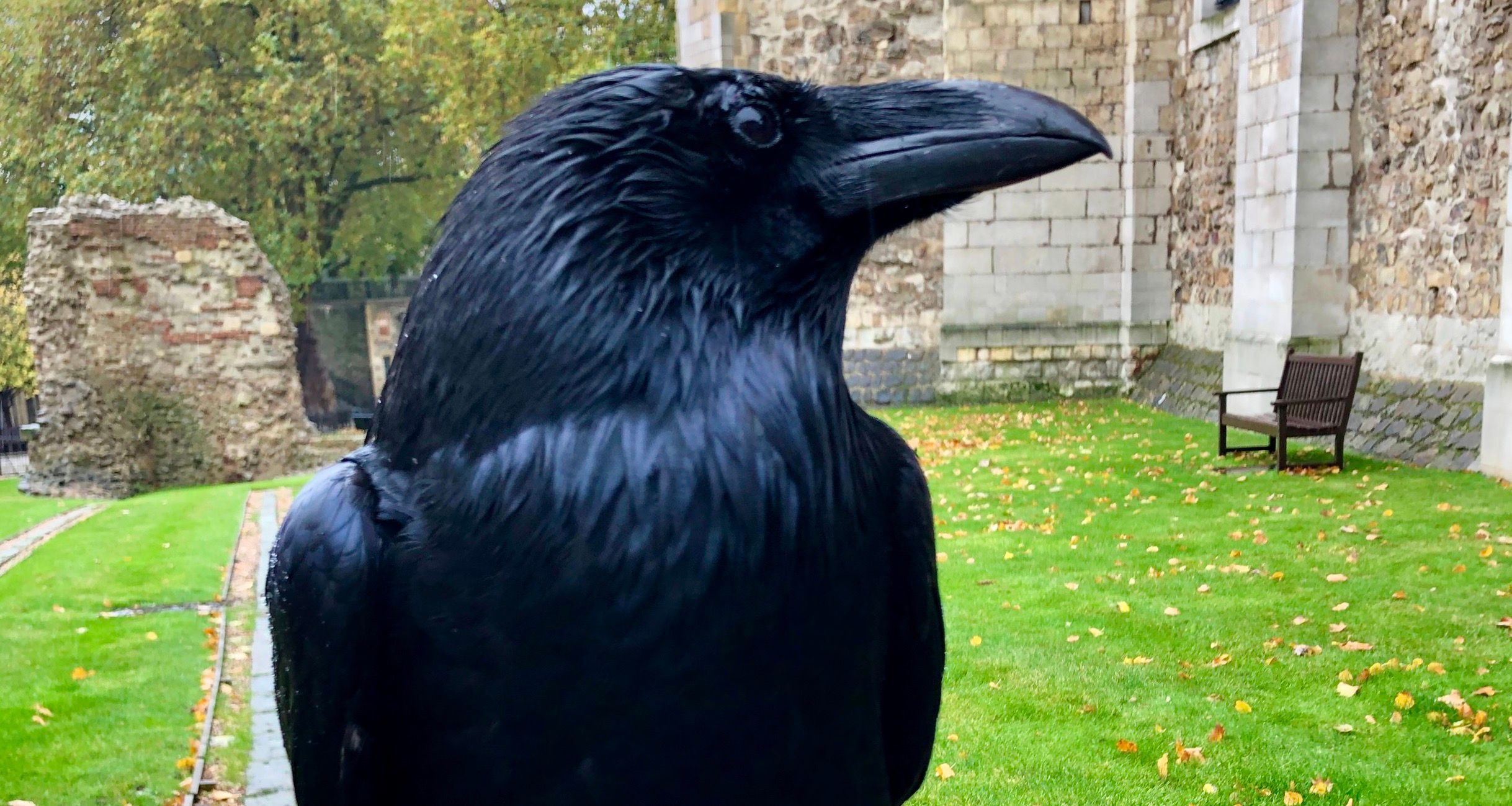 Die Tower-Raben gibt es tatsächlich. Aber jetzt ist einer gestorben.