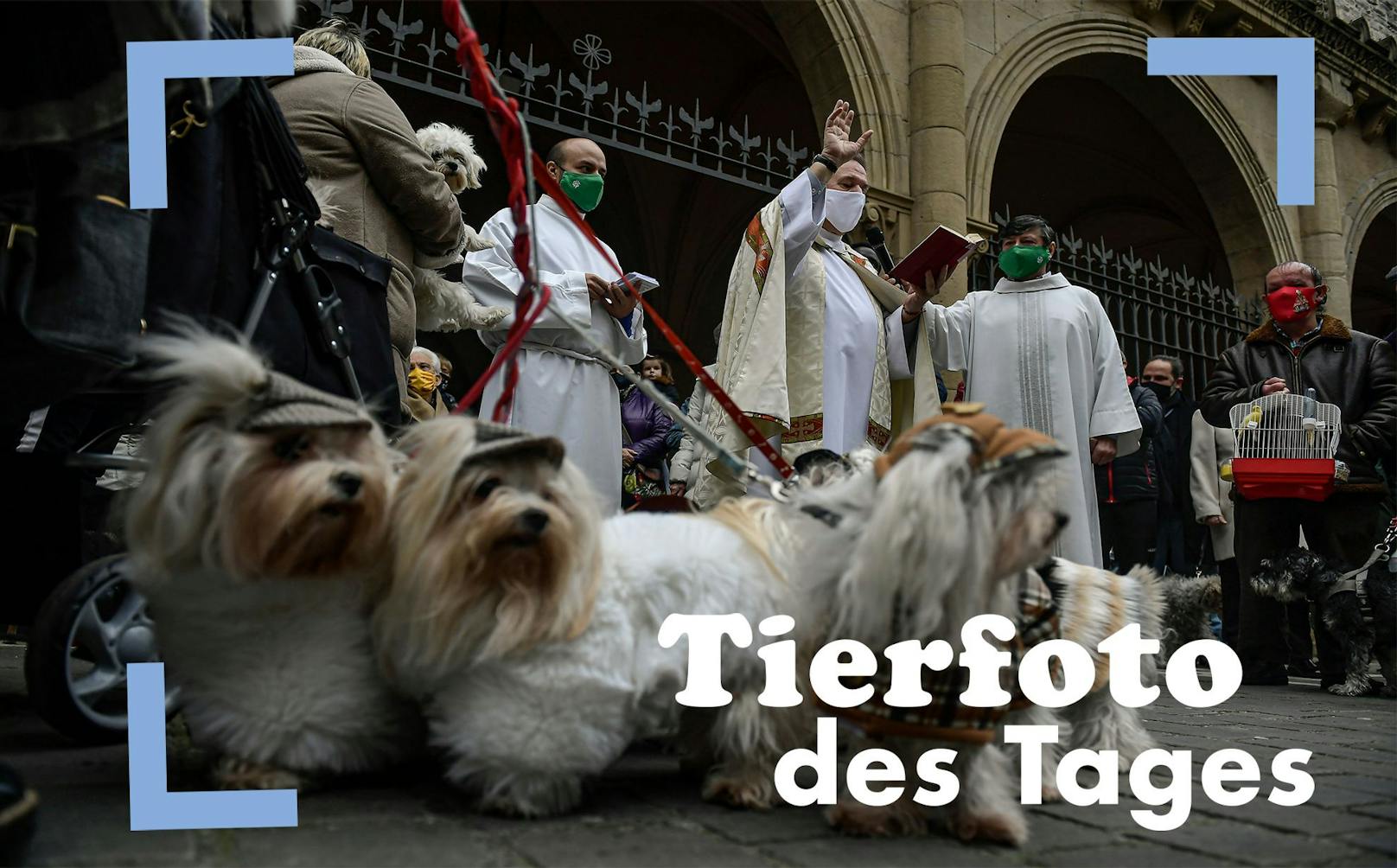 Beim Fest des Heiligen Antonius in Spanien bringen Menschen ihre Haustiere vor die Kirchen, um sie segnen zu lassen. 