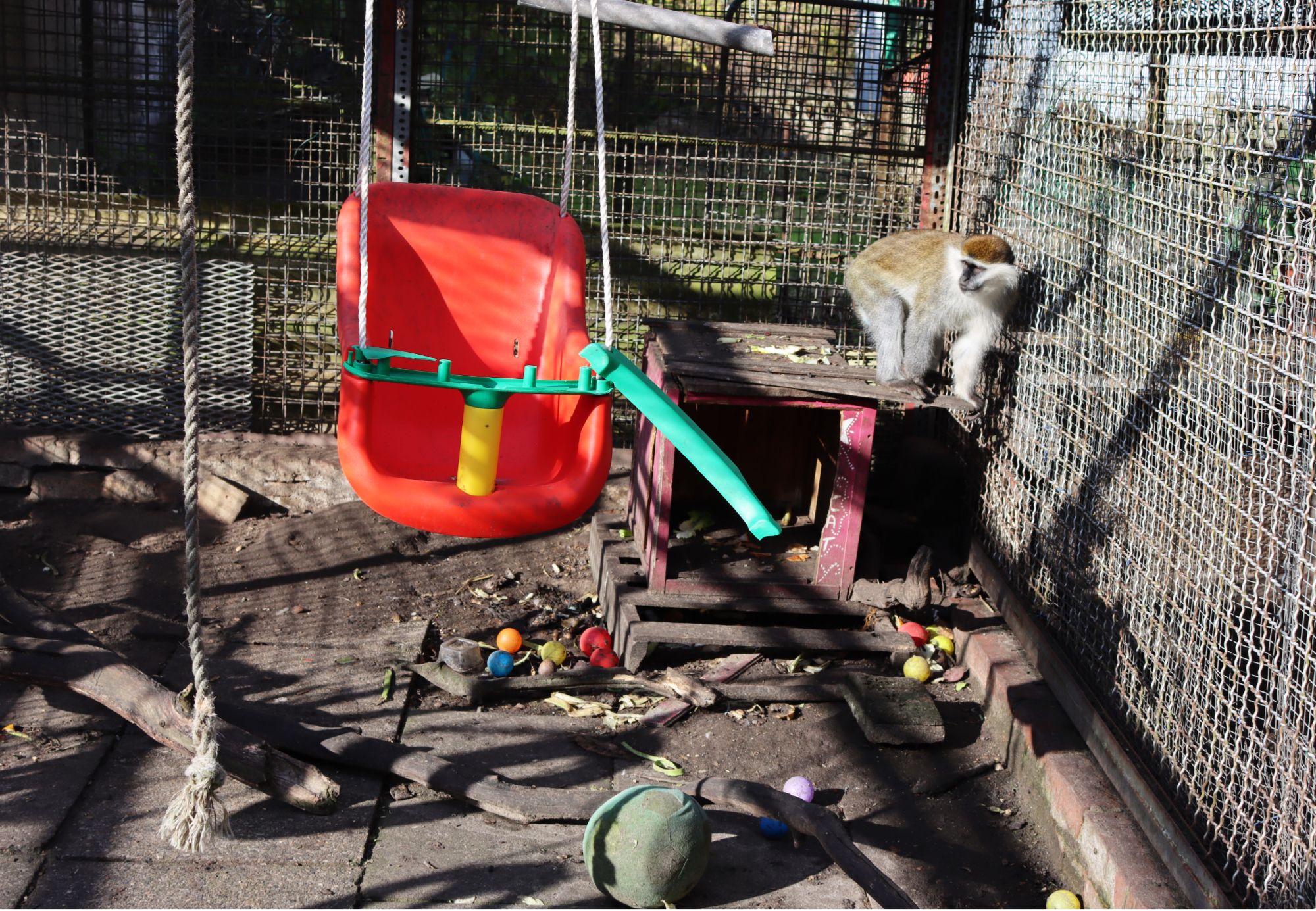 Plastikmüll gehört wohl zur Gehege-Dekoration bei den Meerkatzen. 