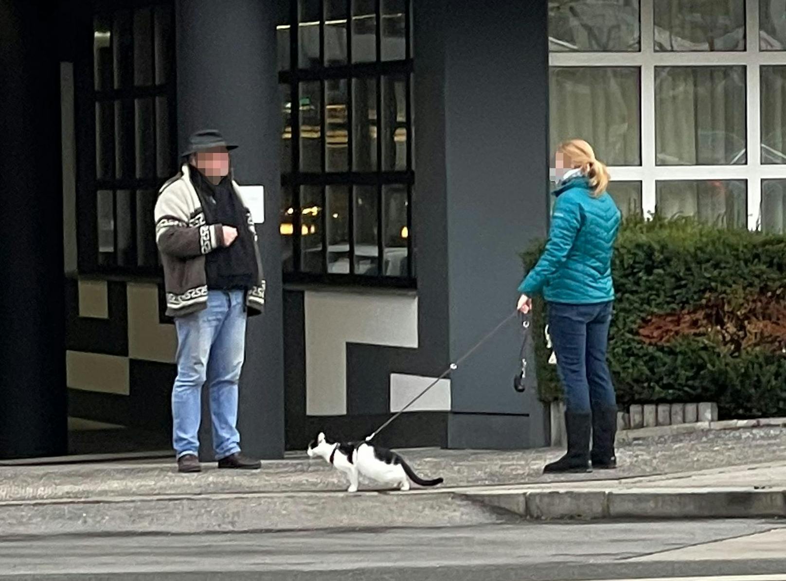 Die Katze scheint ein wenig ungeduldig zu sein.