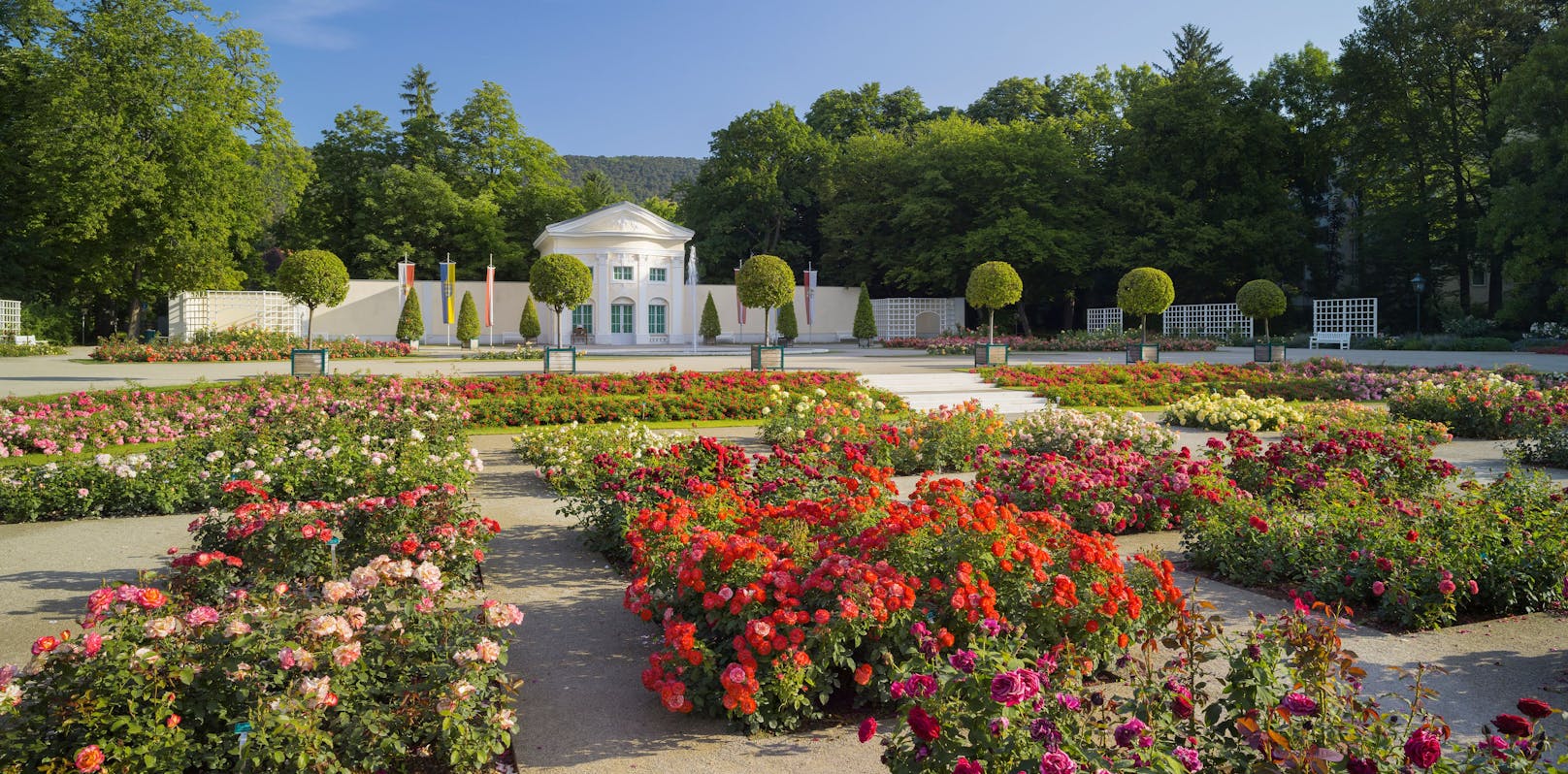 Rosen im Doblhoffpark, Rosarium, Baden