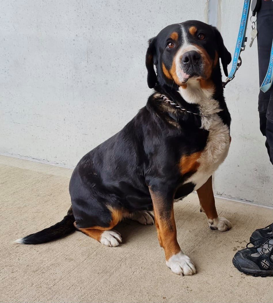 Die Berner Sennenhündin wäre schon gleich gestorben.