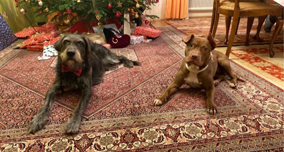 Staffordshire-Hündin 