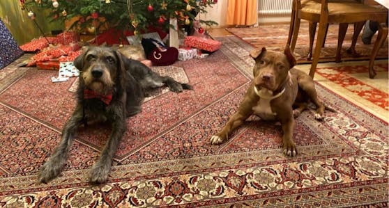 Staffordshire-Hündin "Baby Bea" (rechts) musste Schlimmstes erleben - nun darf sie ihre Vergangenheit vergessen.