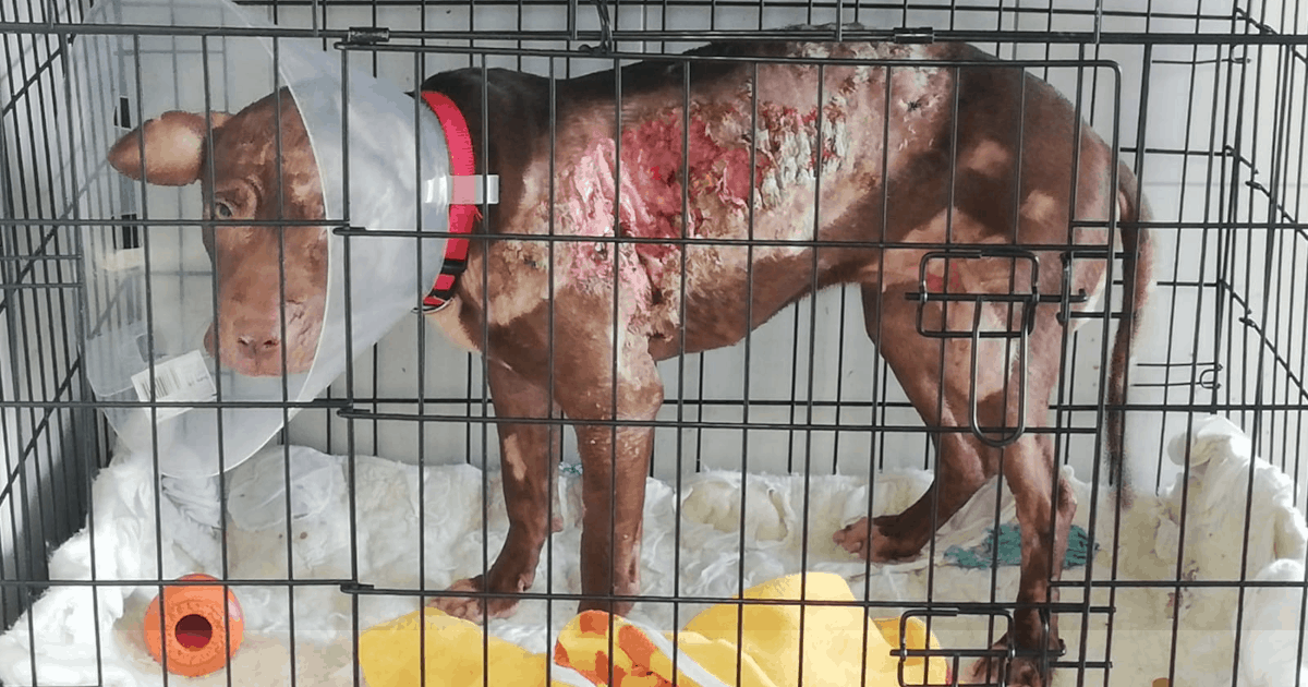 So wurde die arme Hündin gefunden! Tierärzte vermuten, dass "Baby Bea" mit Säure verätzt wurde. 