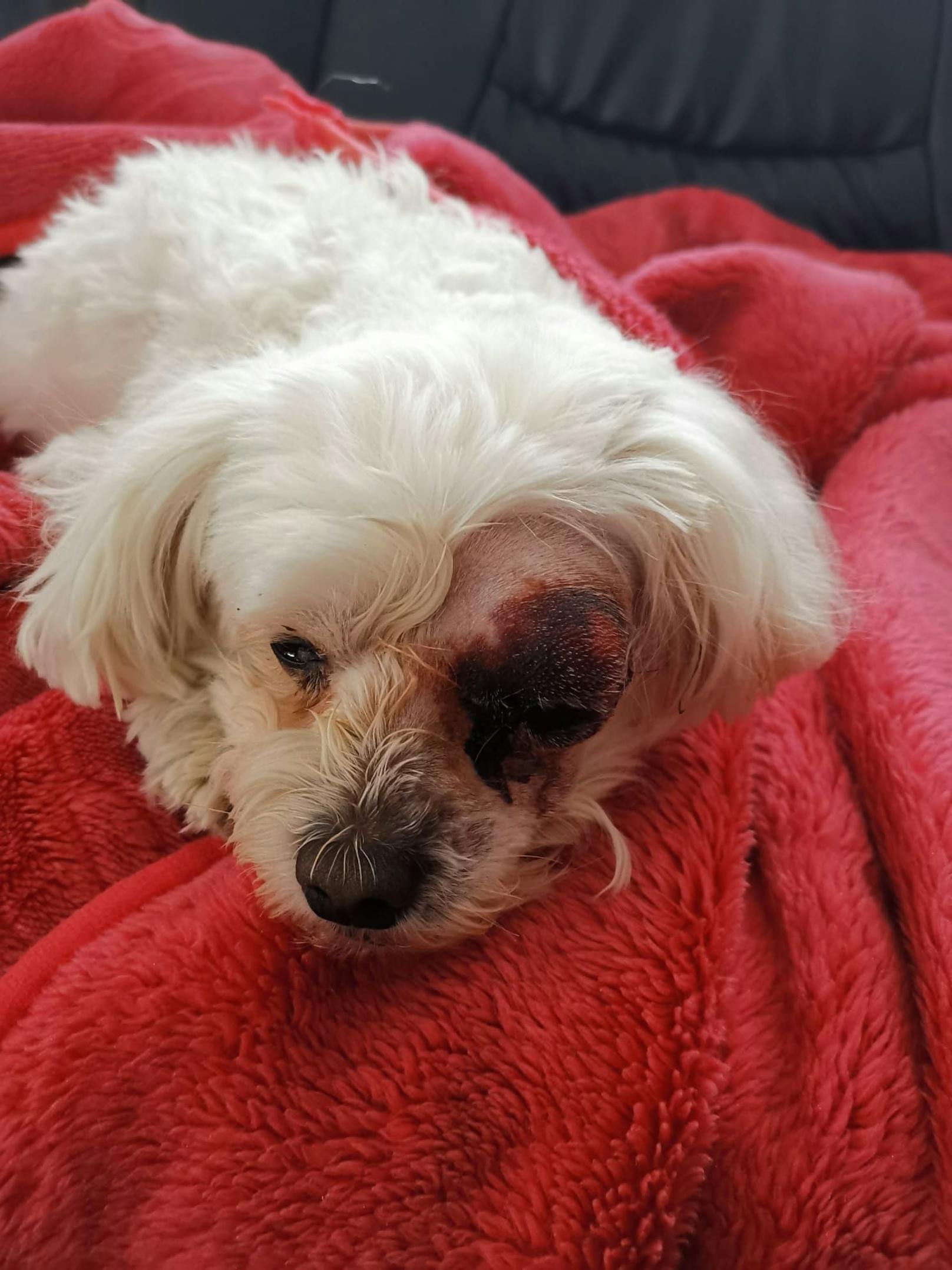 De neunjährige Malteserhündin "Lady" muss notfallmässig betreut werden. Ihr linkes Auge wurde schwer verletzt.