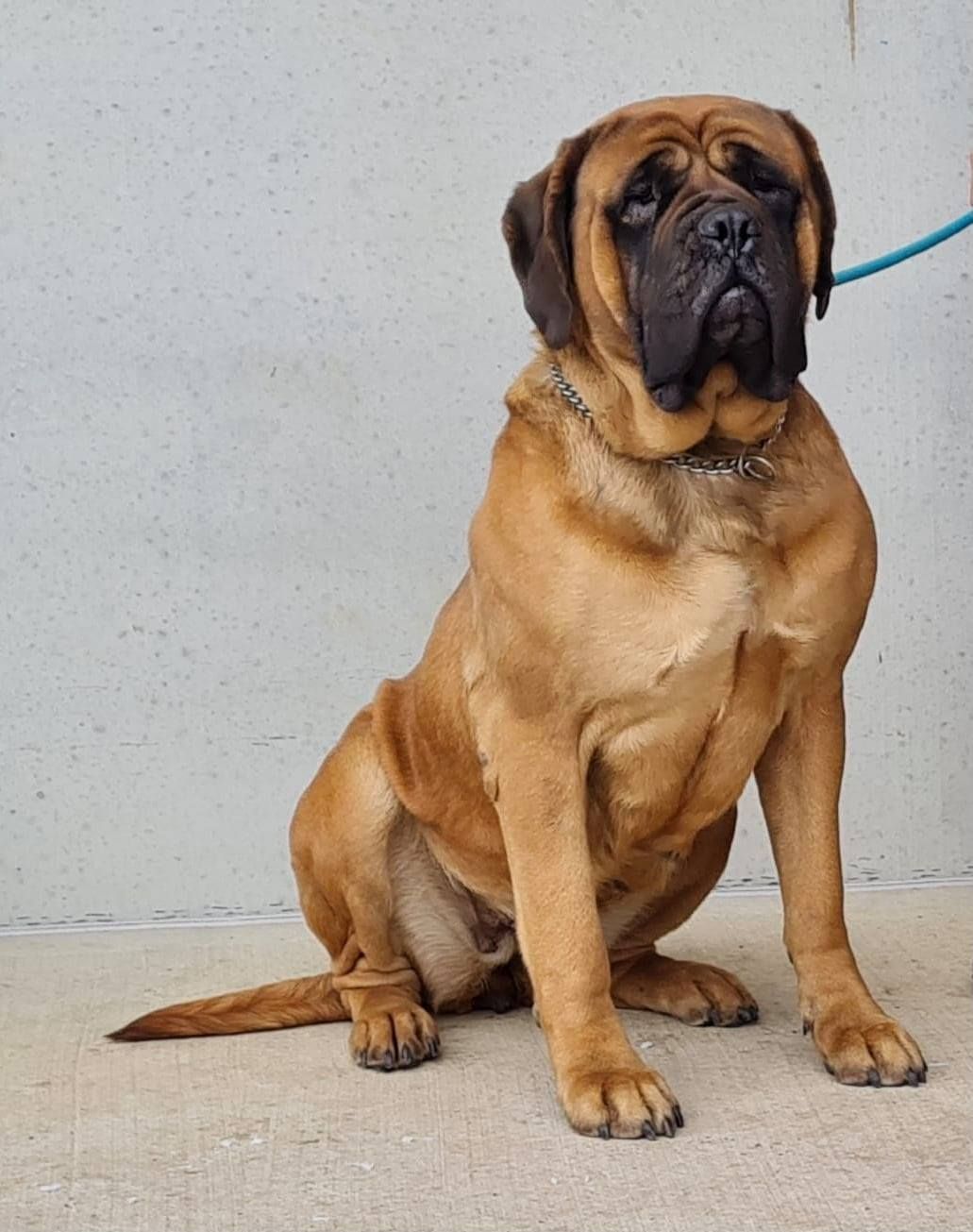 Die Bullmastiffhündin wird noch untersucht.