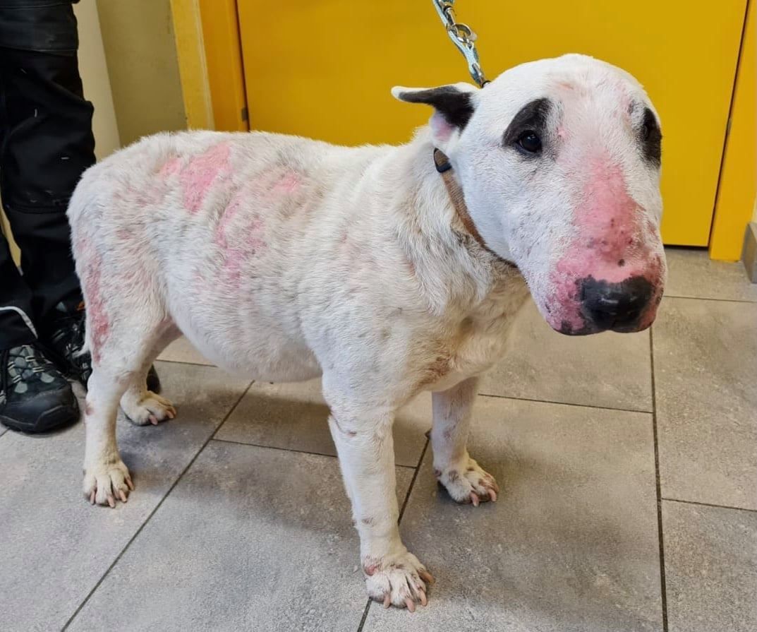 Diese Bullterrier hat ein schlimme Hautkrankheit.