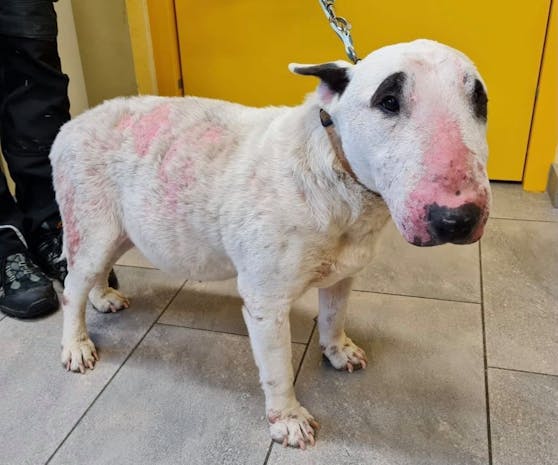 Dieser Bullterrier hat ein schlimme Hautkrankheit.