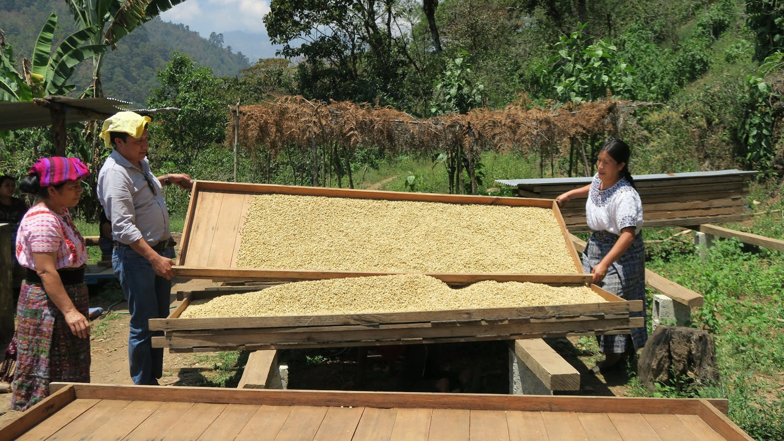 Qbo bringt eine limitierte Kaffee-Edition aus Guatemala auf den Markt.