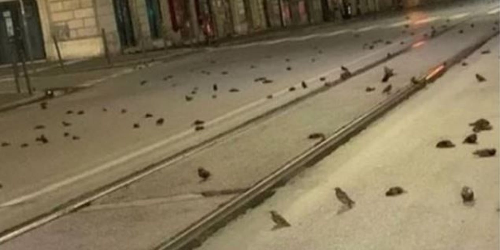 Hunderte tote&nbsp;Vögel auf den Straßen Roms nach dem Silvesterfeuerwerk