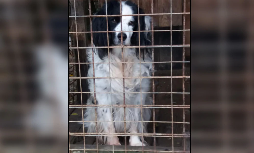 Dieser entzückende Jagdhund wurde einfach im Wald ausrangiert. 