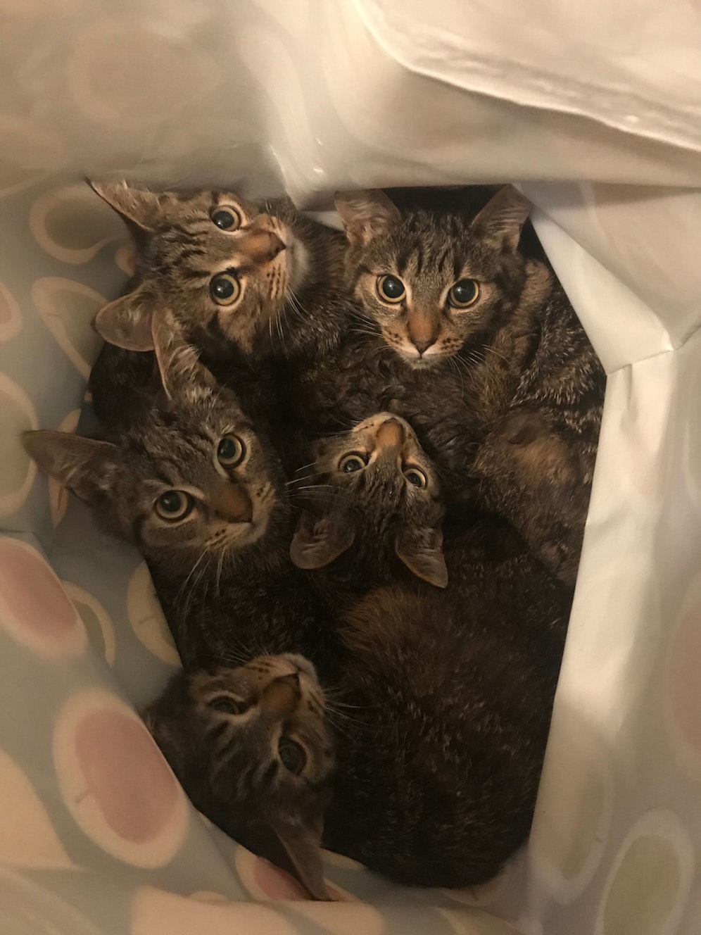 Diese süßen Fellnasen wurden in Floridsdorf bei Minusgraden einfach auf der Straße abgestellt.