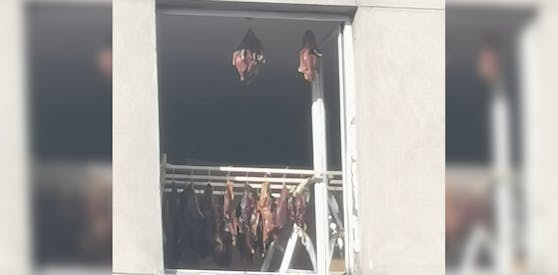 Ein Wiener nutzte seinen Balkon für ein kulinarisches Unterfangen.