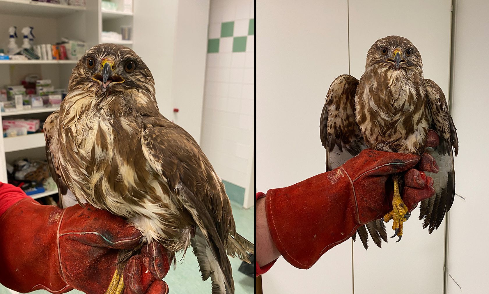 Der Raubvogel hatte großes Glück und kann bald wieder in die Freiheit. 
