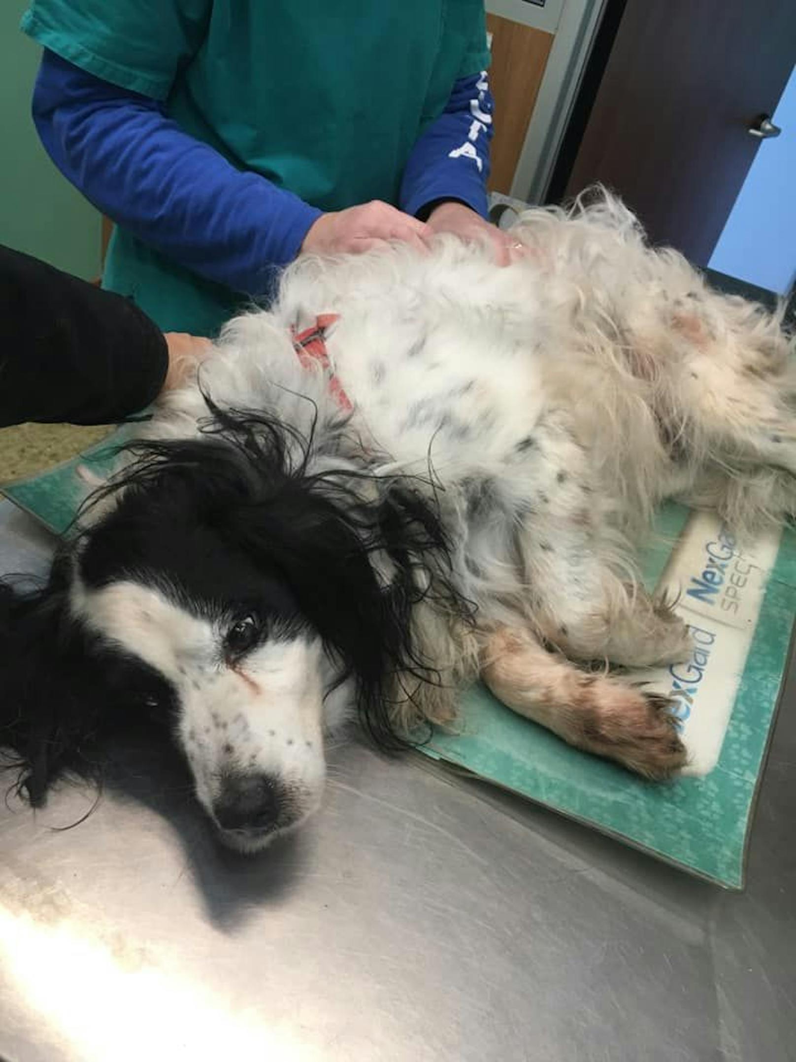 Eine chronische Ohrenentzündung und ein Geschwür im Maul machten dem Hunde-Opa zu schaffen. 