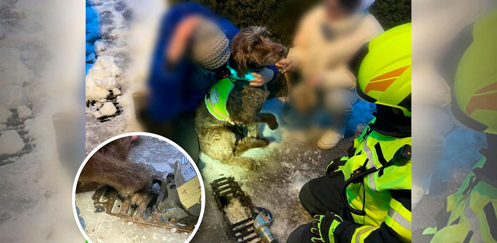 Die Feuerwehr konnte den Hund unversehrt befreien.