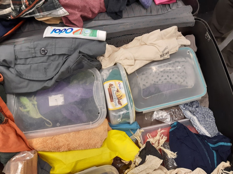 In Plastikdosen und Socken wollte ein 56-jähriger Mann aus Tansania 74 Stück Chamäleons schmuggeln. <br>