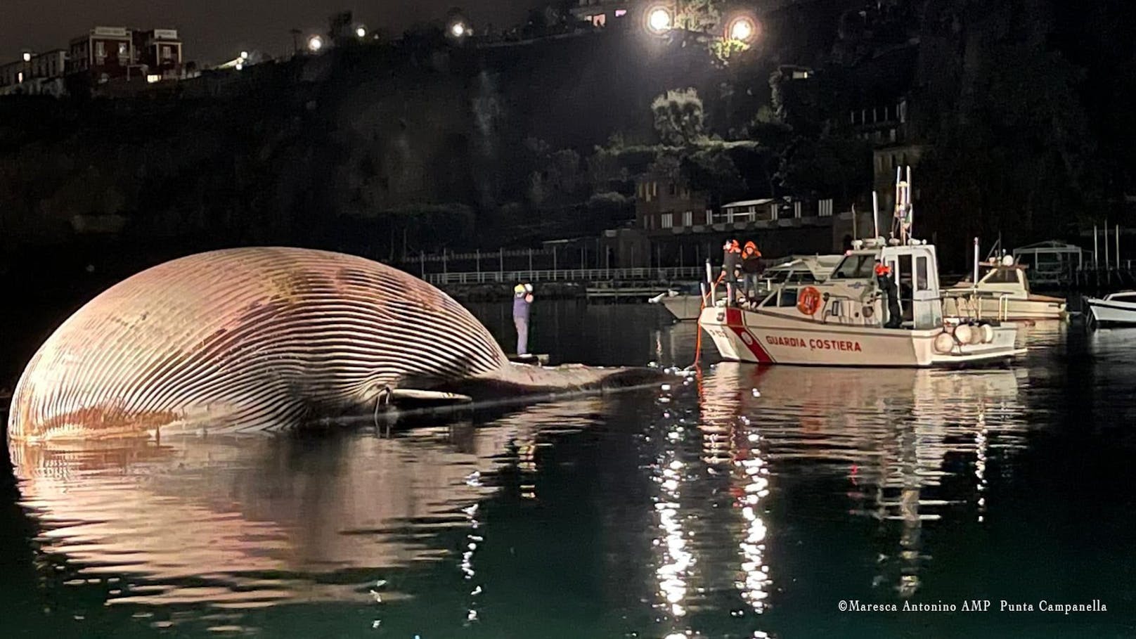 Das Tier hat eine Länge von 23 Metern und gilt als der je größte tote Wal der je im Mittelmeer entdeckt wurde. 