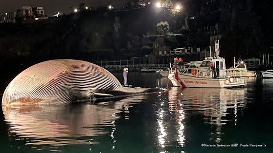 Das Tier hat eine Länge von 23 Metern und gilt als der je größte tote Wal der je im Mittelmeer entdeckt wurde.