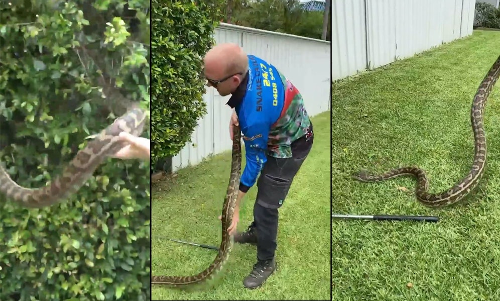 Der alamierte Schlangenfänger konnte das Reptil einfangen. 