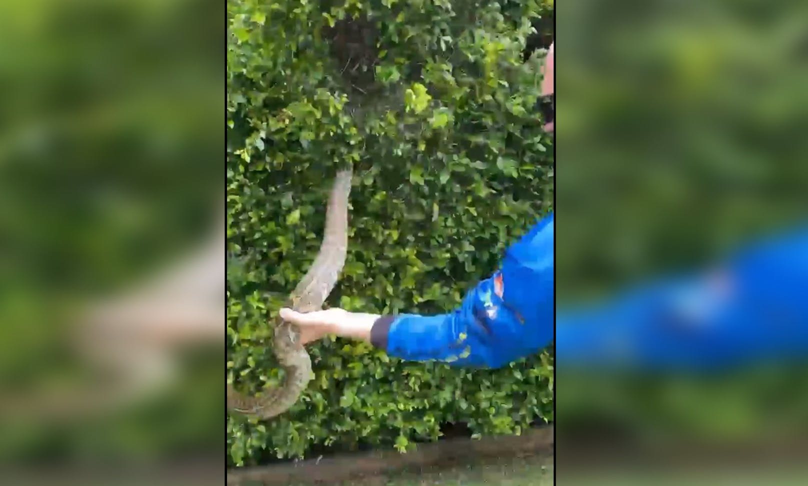 Ein Gärtner rief sofort die Schlangenfänger als ihn der Python aus der Hecke anstarrte. 