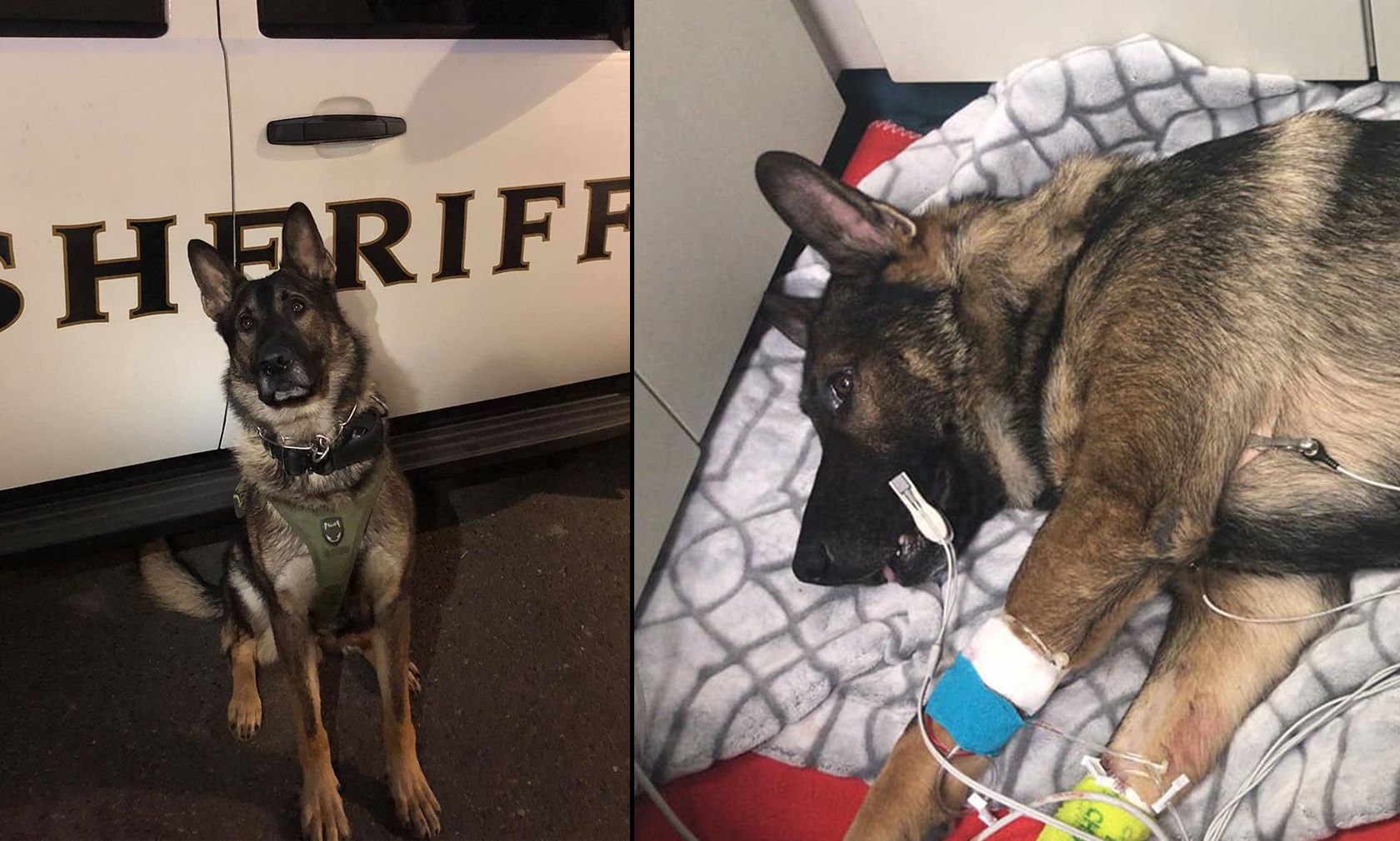 K9-Polizeihund "Arlo" hat zwei Schüsse überlebt. 