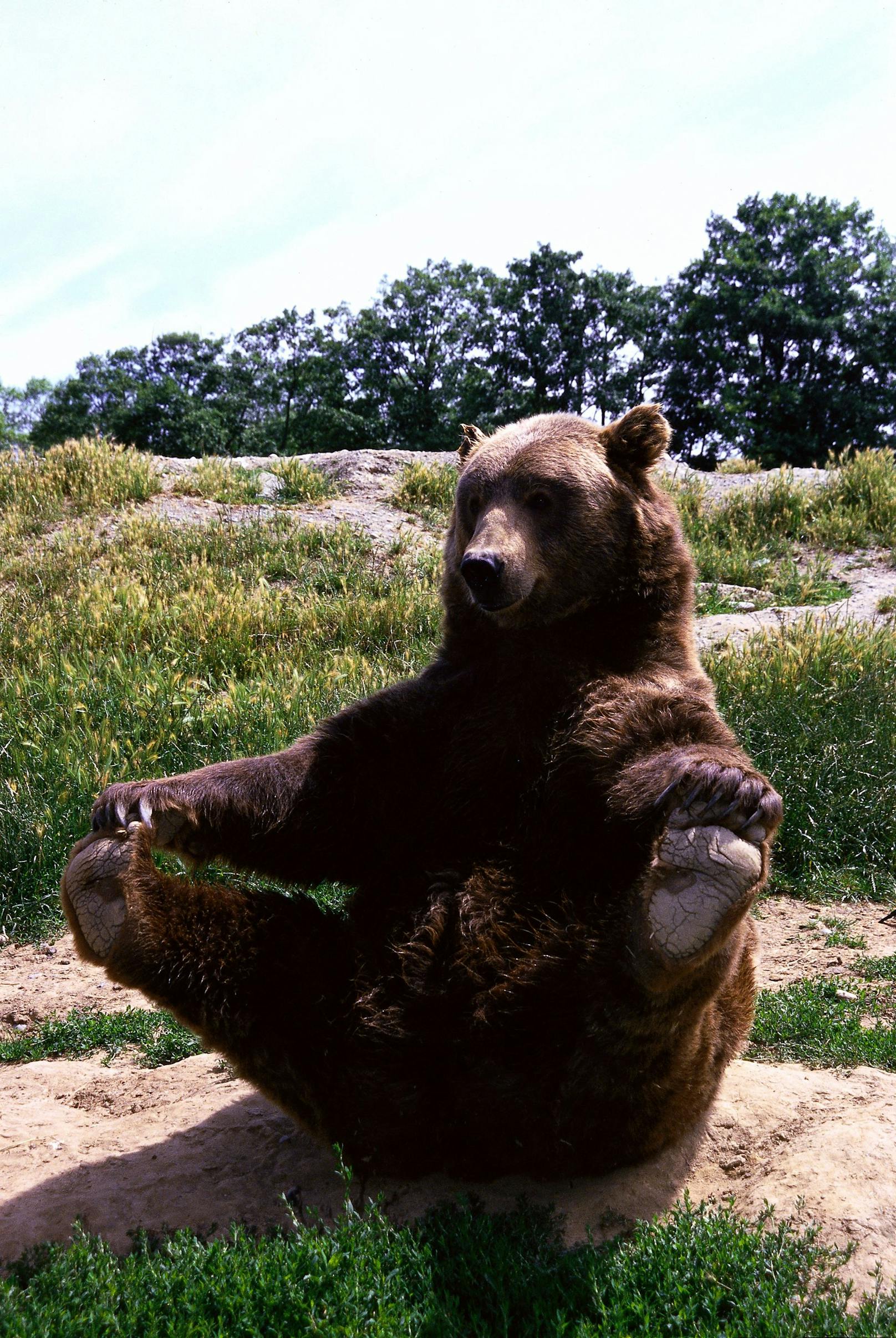 "Ooooooohm!" Meditation ist auch im Tierreich weit verbreitet. 