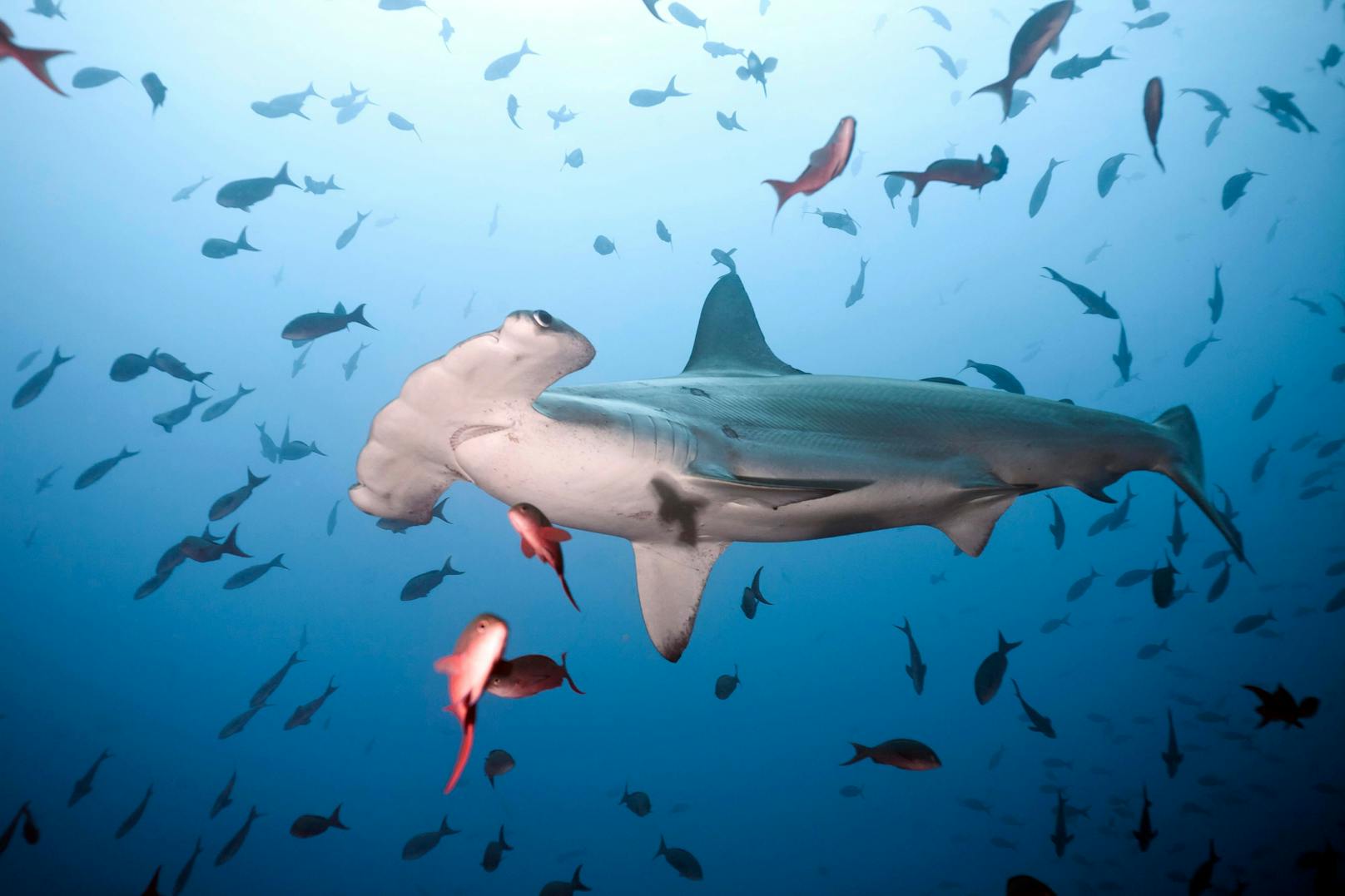 <strong>Bogenstirn-Hammerhai</strong>: Mehr als 300 Haiarten stehen auf der roten Liste. Ihre Flossen und ihr Fleisch sind zu beliebt und setzen den Räuber der Meere gewaltig unter Druck. 