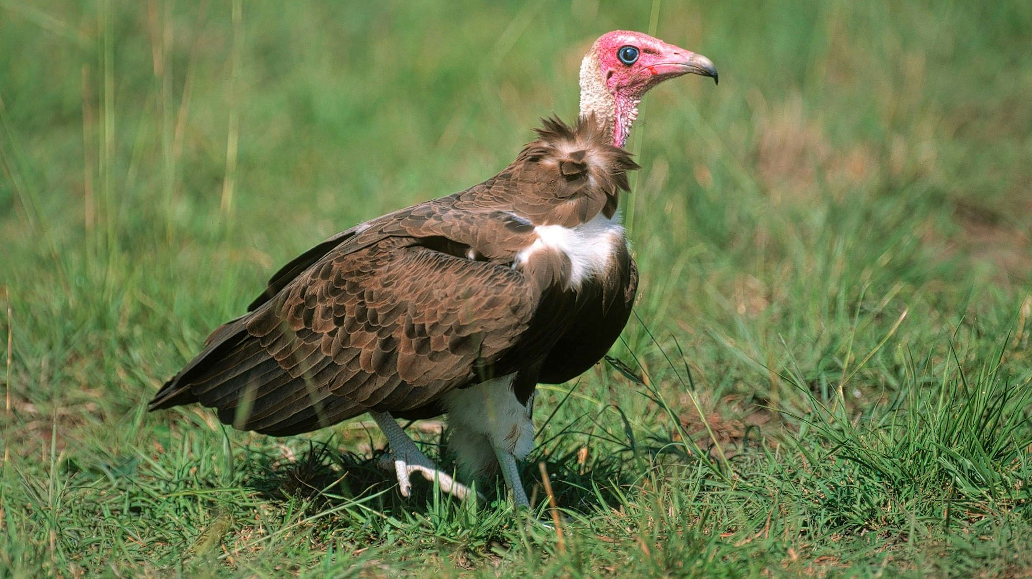 Tiere wie der Kappengeier ziert wohl kaum die Spendenbroschüre der Tierschützer. Der Niedlichkeitsfaktor fehlt. 