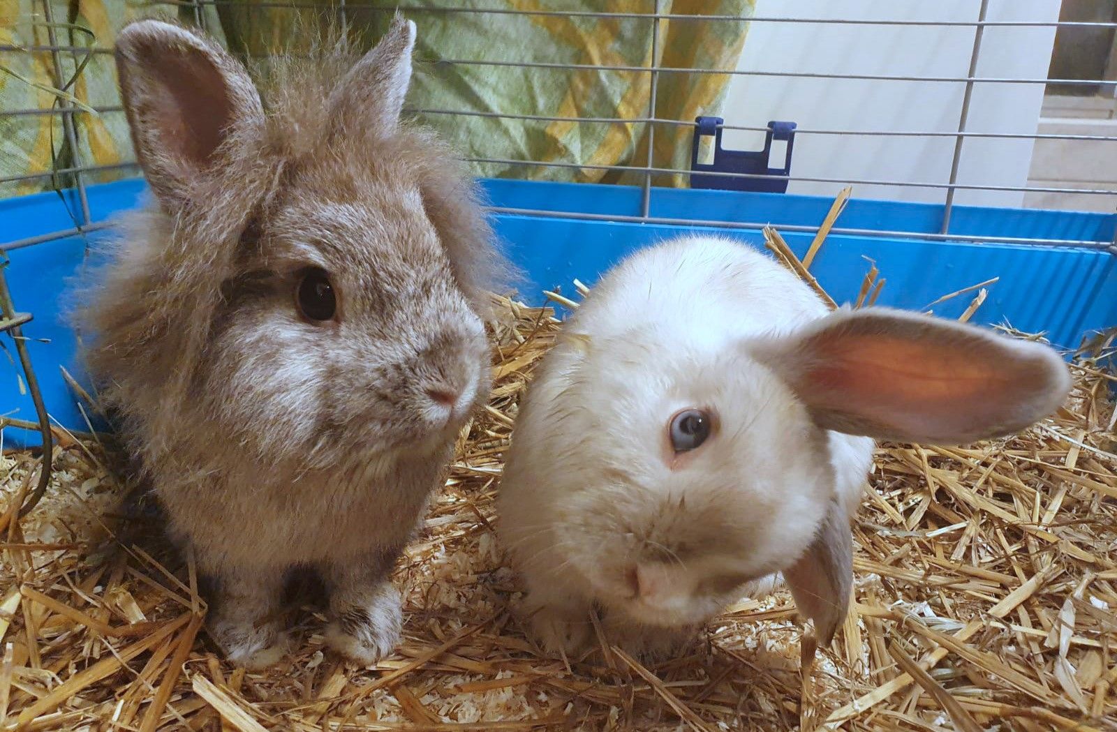 Das arme Kaninchen hat die "Sterngucker-Krankheit".