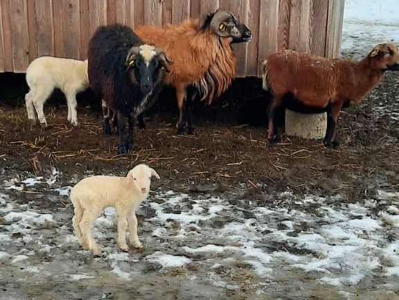 Baby-Boom im Naturpark Buchenberg.