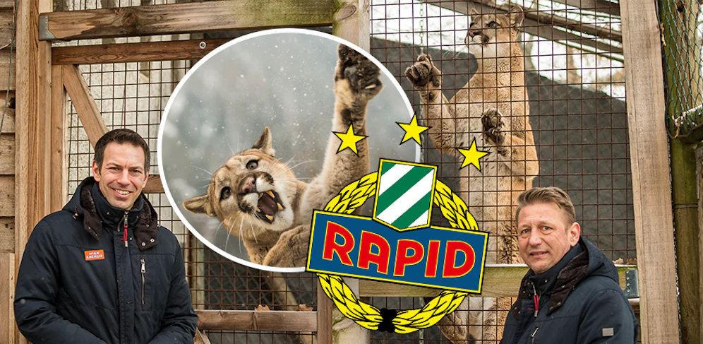 Rapid übernimmt eine Puma-Patenschaft