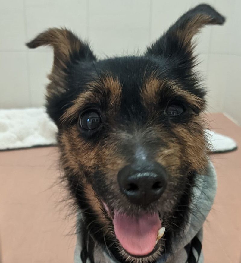 Der kleine Mischlingshund Ricki wurde mit einer Notiz angebunden zurückgelassen.