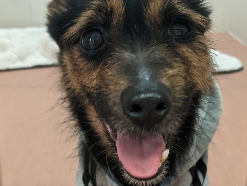 Der kleine Mischlingshund Ricki wurde mit einer Notiz angebunden zurückgelassen.