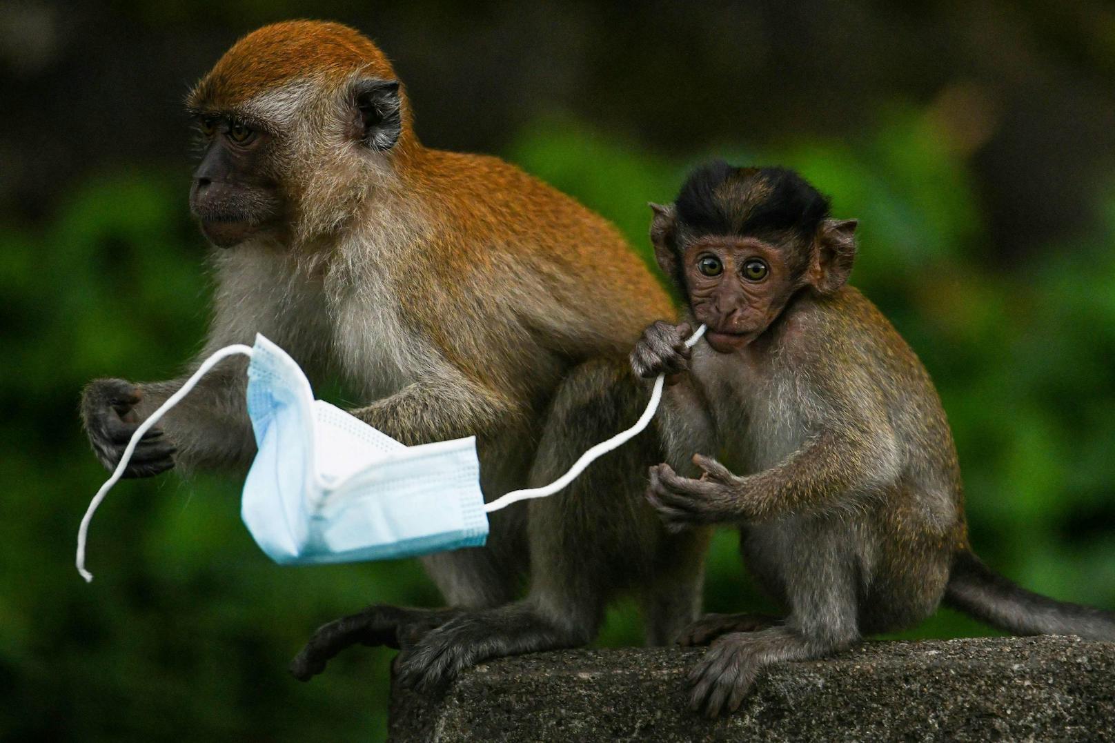 Affen in Malaysia können an den Masken ersticken.