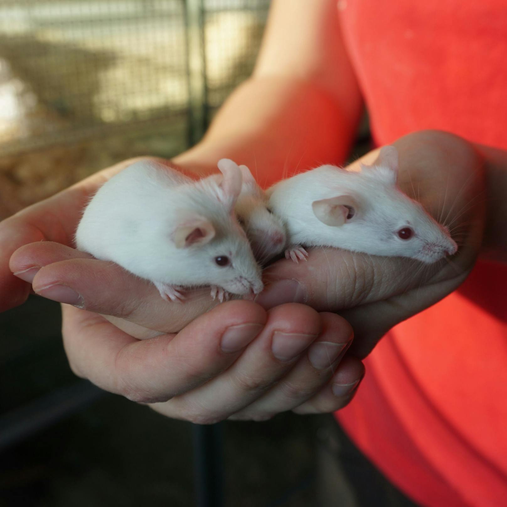 Als dämmerungs- und nachtaktive Tiere sind Mäuse für jüngere Kinder, die sich gerade tagsüber gerne mit dem Tier beschäftigen wollen, eher nicht geeignet.