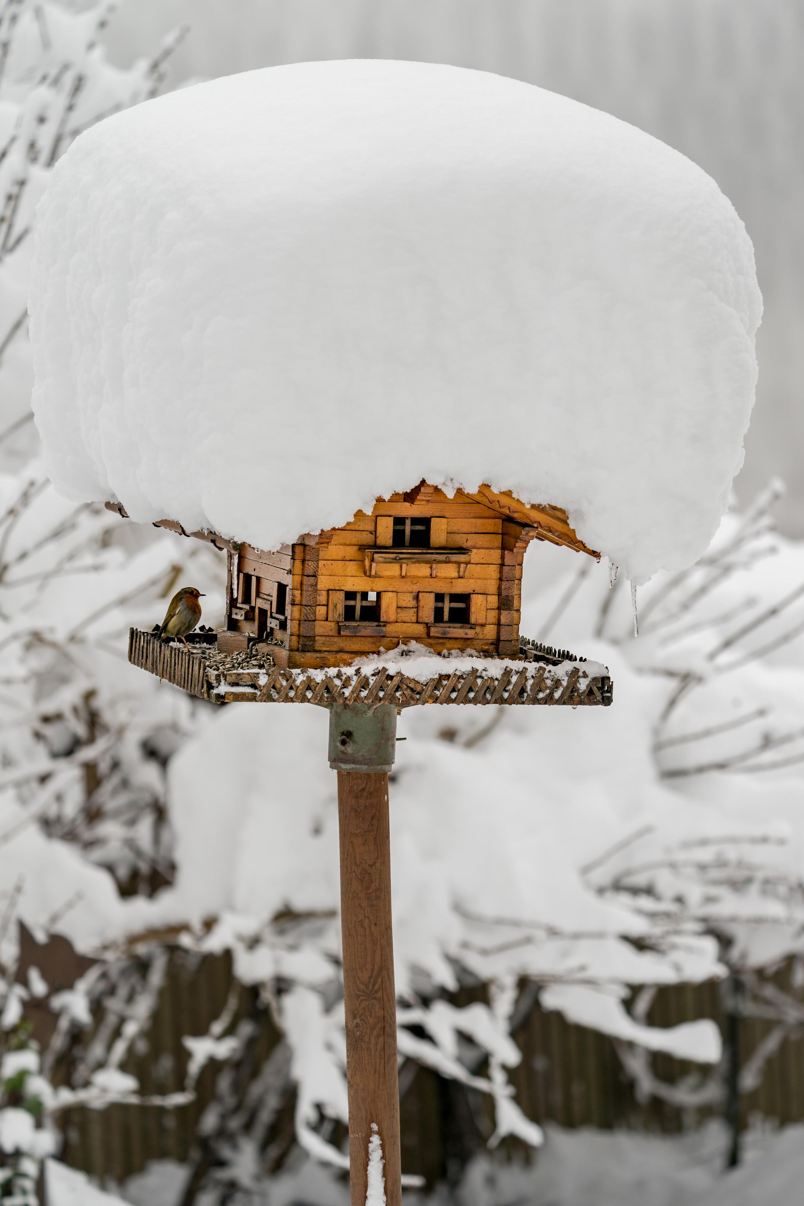 Die ungewöhnlich großen Neuschneemengen in Vorarlberg haben auch am 15. Jänner 2021 weiter Probleme verursacht. Im Bild: Ein mit Schnee bedecktes Vogelhaus in Hohenems