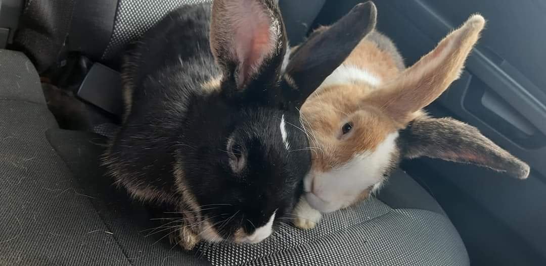 Diese zwei "Rammler" waren unkastriert und wohl deshalb plötzlich ungewollt. 