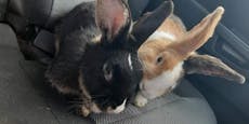 Herzlos! Zwei Kaninchen am Feld in Schwechat ausgesetzt