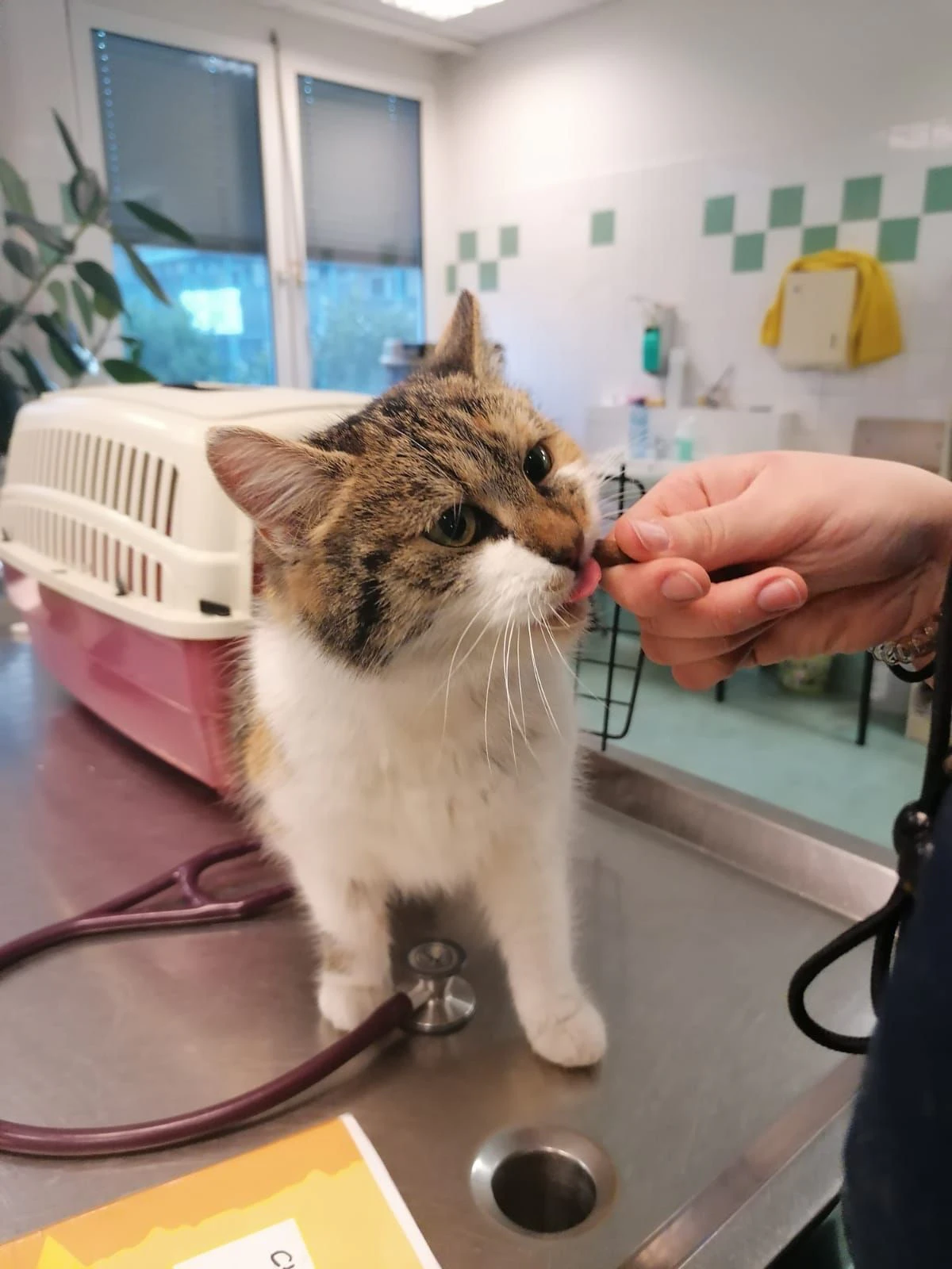 Nur sehr hungrig aber gesund, konnte "Flora" aus dem Möbelhaus in die Obhut von Tierschutz Austria gebracht werden. 