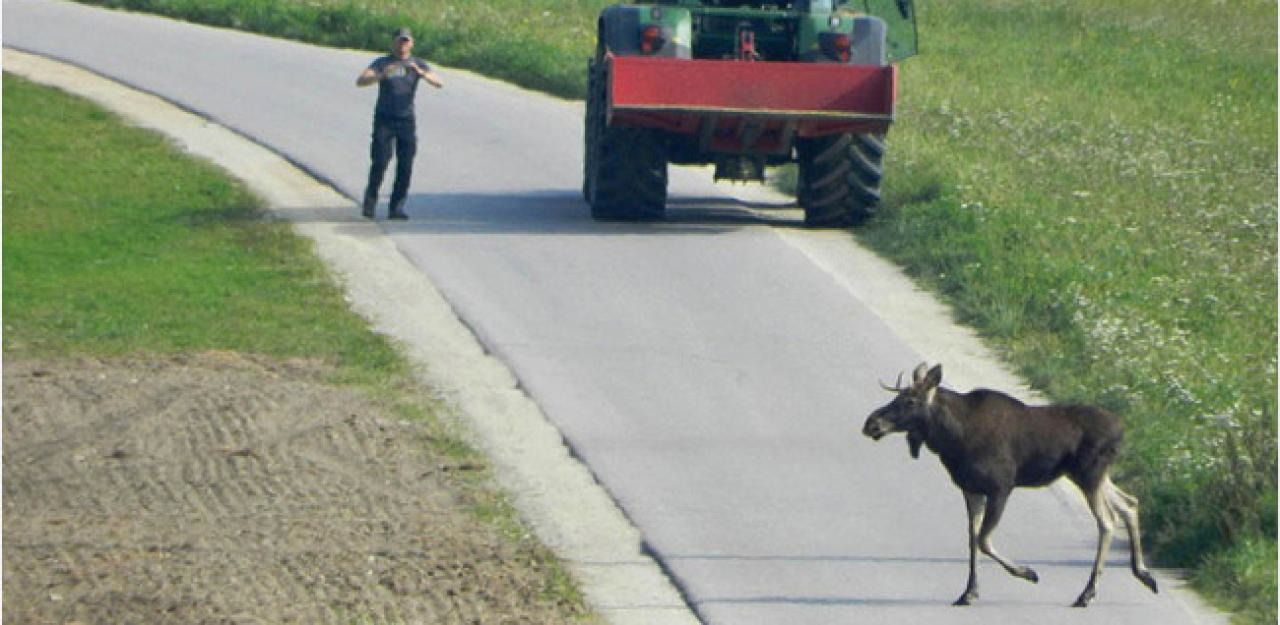 2019 wurde in Leopoldschlag (Bez. Freistadt) dieser Elch gesichtet. 