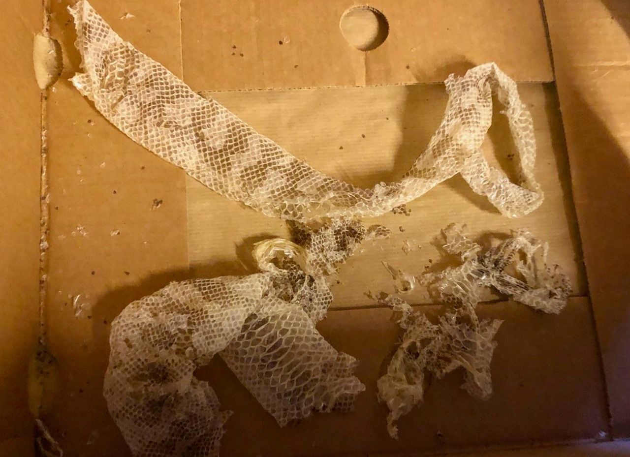 Diese Schlangenhaut wurde von einer Erzieherin im Keller eines Kindergartens und Jugendheims in Bochum gefunden. 