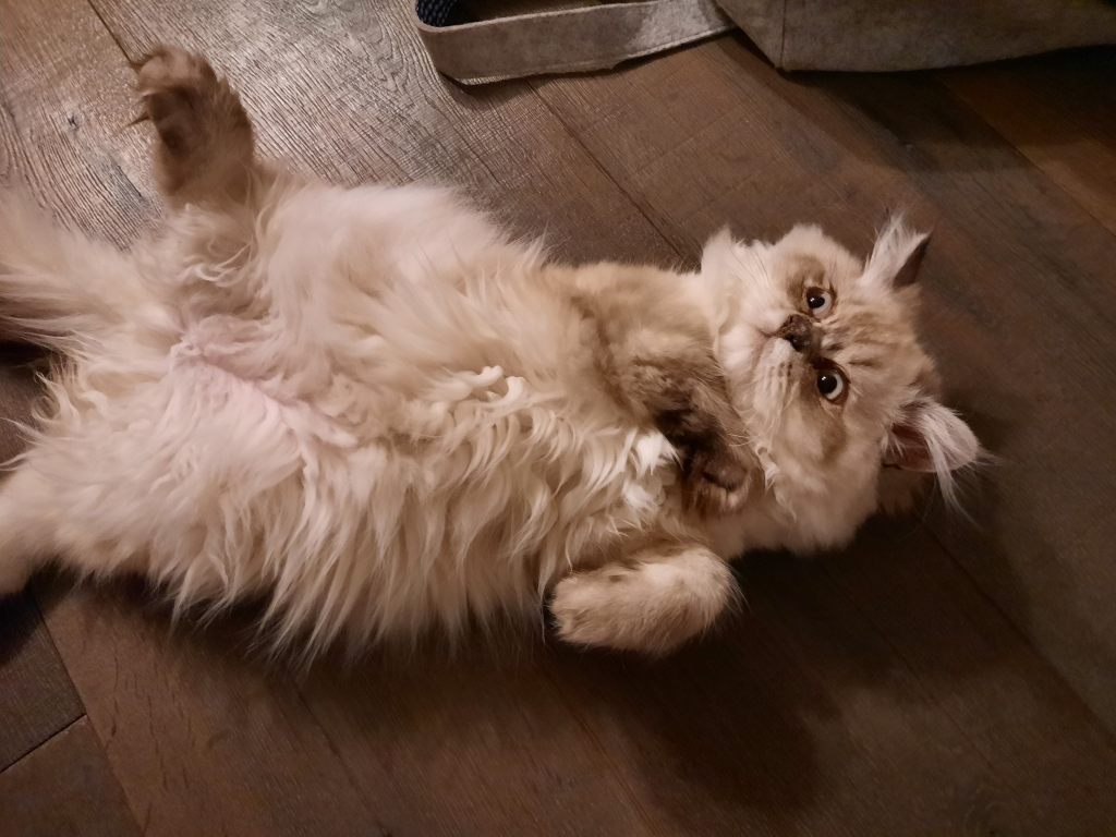 Heute lebt "Jack" als stolzer und wunderschöner Perserkater in einem liebevollen Zuhause. 